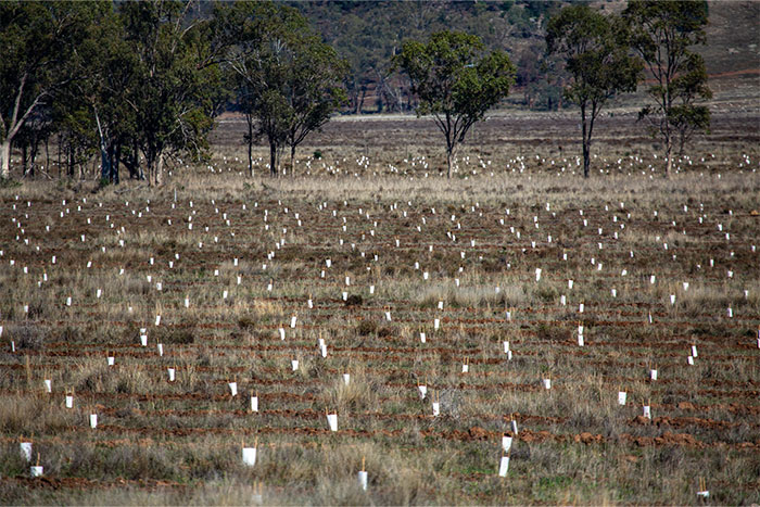 Replanting for rehabilitation